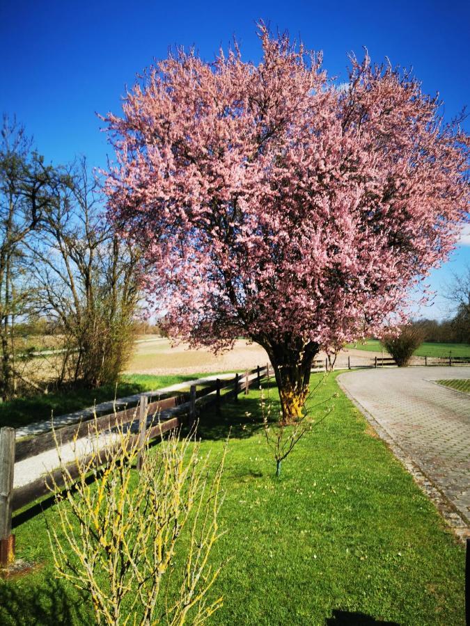 Ferienwohnung Hertreiter In Dingolfing 110Qm Экстерьер фото